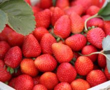Productores de fresas Los Dajaos cumplirán sueño de mejorar producción y calidad de vida