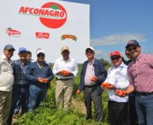 AFCONAGRO, el  gobierno y los productores  inician la cosecha de 4 millones de quintales de tomate industrial con inversión superior de 700 millones de pesos