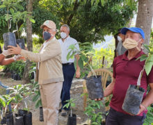 Ministerio de Agricultura entrega 10 mil plantas de aguacate a pequeños productores de Azua