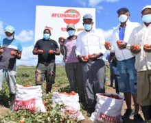 Producción record de tomate industrial genera gran movimiento económico en Azua.