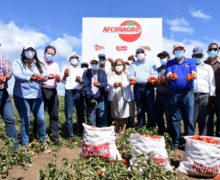 ¡El Tomte está de Fiesta! Inician la  cosecha de cinco millones de quintales de tomate industrial en Azua.