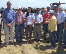 Inician Eliminación de 16 mil tareas de cultivos hospederos de la mosca Blanca en la región Sur  ￼