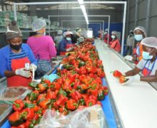 Invernaderos El Pinar: una empresa netamente Ocoeña