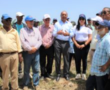 Ministerio de Agricultura inicia eliminación de más de 17 mil tareas de cultivos hospederos de la Mosca Blanca en la Región Sur 