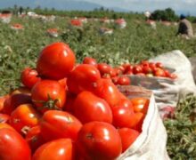 Azua sella un pacto histórico clave con un aumento en el precio del tomate 