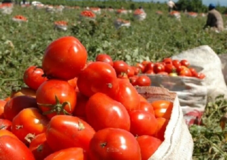 Azua sella un pacto histórico clave con un aumento en el precio del tomate 