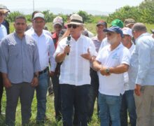 Ministerio de Agricultura inicia eliminación de 18 mil tareas de hospederos en la región sur para frenar la mosca blanca y el Thrips