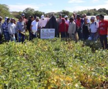 Estudiantes de Utesur conocen en la Estación Experimental Arroyo Loro los avances del proyecto de habichuela biofortificada en hierro y zinc