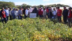 Estudiantes de Utesur conocen en la Estación Experimental Arroyo Loro los avances del proyecto de habichuela biofortificada en hierro y zinc
