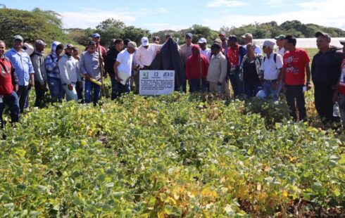 Estudiantes de Utesur conocen en la Estación Experimental Arroyo Loro los avances del proyecto de habichuela biofortificada en hierro y zinc